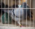 Capture de pigeon à Châteauguay